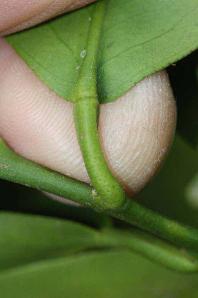              Petiole (Riverside, CA)       